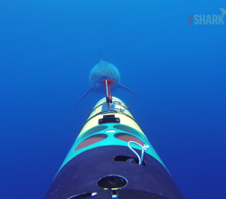 tiburon blanco a la caza de una camara