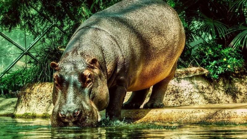 hipopotamo en su habitat